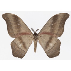 /filer/webapps/moths/media/images/R/ruvuensis_Gonimbrasia_AM_Basquinb.jpg