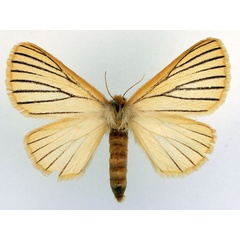 /filer/webapps/moths/media/images/N/nigrolineata_Phiala_AF_Basquin_01.jpg