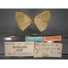 /filer/webapps/moths/media/images/M/mannophora_Hypocoela_HT_RMCA_01.jpg