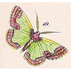 /filer/webapps/moths/media/images/A/adiposata_Euchloris_HT_Felder_1875_127-19.jpg