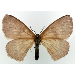 /filer/webapps/moths/media/images/U/uniformis_Stenoglene_AF_Basquin.jpg