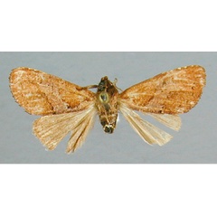 /filer/webapps/moths/media/images/M/mediopurpurea_Pygaerina_HT_RMCA.jpg