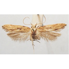 /filer/webapps/moths/media/images/M/magna_Leuronoma_HT_TMSA.jpg