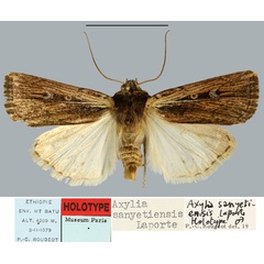 /filer/webapps/moths/media/images/S/sanyetiensis_Axylia_HT_MNHN.jpg