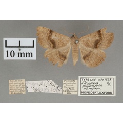 /filer/webapps/moths/media/images/P/polymorpha_Plecoptera_A_OUMNHa_02.jpg