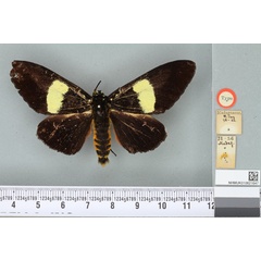 /filer/webapps/moths/media/images/H/hypopyrrha_Eusemia_HT_BMNHa.jpg