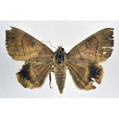 /filer/webapps/moths/media/images/T/trapezoides_Achaea_A_NHMO_02.jpg