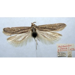 /filer/webapps/moths/media/images/G/glauca_Melitoxoides_HT_TMSA.jpg
