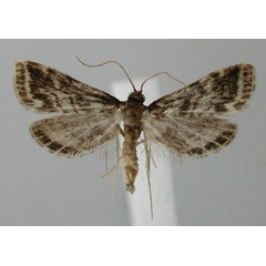 /filer/webapps/moths/media/images/A/assegaia_Eoophyla_PT_ZMHB.jpg