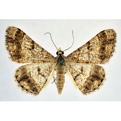 /filer/webapps/moths/media/images/Q/quadriplaga_Isturgia_AF_NHMO.jpg