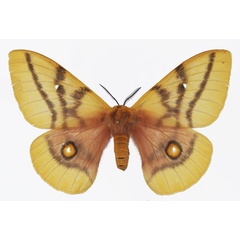 /filer/webapps/moths/media/images/D/dolabella_Ubaena_AF_Basquin.jpg