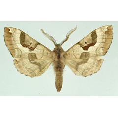 /filer/webapps/moths/media/images/M/mira_Ceridia_AM_Basquin.jpg