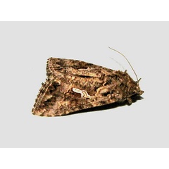 /filer/webapps/moths/media/images/N/ni_Trichoplusia_A_Goff.jpg