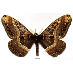 /filer/webapps/moths/media/images/A/arrogans_Dactyloceras_AM_Basquin_02.jpg