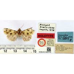 /filer/webapps/moths/media/images/P/punctifera_Nyodes_HT_BMNH.jpg