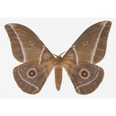 /filer/webapps/moths/media/images/G/godarti_Gonimbrasia_AF_Basquina.jpg