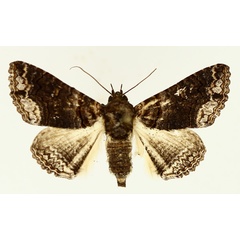 /filer/webapps/moths/media/images/A/atrifusa_Pericyma_AF_TMSA_01.jpg