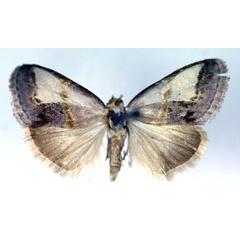 /filer/webapps/moths/media/images/A/albigrisea_Negeta_A_RMCA.jpg