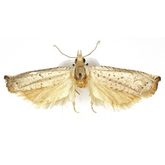 /filer/webapps/moths/media/images/K/kwazuluana_Hystrichophora_HT_Bassi.jpg
