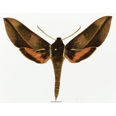 /filer/webapps/moths/media/images/U/usambarensis_Chaerocina_AM_Basquin_01a.jpg
