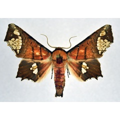 /filer/webapps/moths/media/images/F/fenestrifera_Episparis_AM_NHMO.jpg