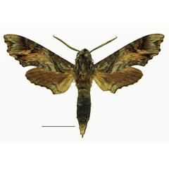 /filer/webapps/moths/media/images/N/natalis_Temnora_AM_Basquin.jpg