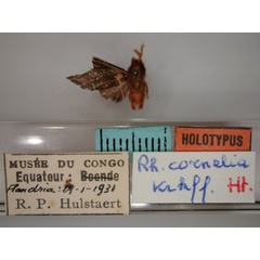 /filer/webapps/moths/media/images/C/cornelia_Rhipidarctia_HT_RMCA_01.jpg