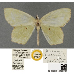 /filer/webapps/moths/media/images/L/leucocephala_Doloma_PTM_BMNHa.jpg