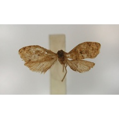 /filer/webapps/moths/media/images/B/brachyptycta_Clepsis_LT_RMCA_01.jpg