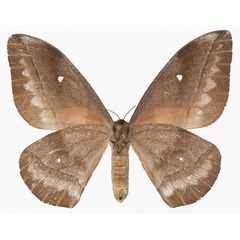 /filer/webapps/moths/media/images/R/rhodophila_Gonimbrasia_AF_Basquinb.jpg