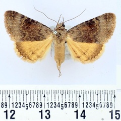 /filer/webapps/moths/media/images/M/metaxantha_Tytroca_AF_BMNH.jpg