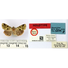 /filer/webapps/moths/media/images/S/subnigra_Nyodes_HT_BMNH.jpg