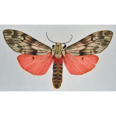 /filer/webapps/moths/media/images/R/rhodophaea_Teracotona_AM_NHMO.jpg