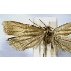 /filer/webapps/moths/media/images/P/planusa_Torodora_HT_RMCA.jpg