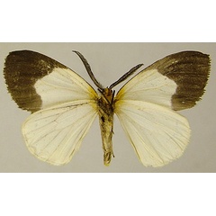 /filer/webapps/moths/media/images/P/puella_Hylemera_AM_ZSMb.jpg
