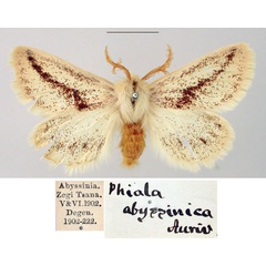/filer/webapps/moths/media/images/A/abyssinica_Phiala_ST_SNHM.jpg