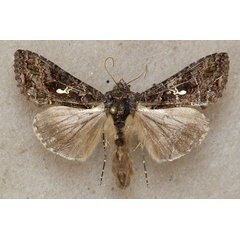 /filer/webapps/moths/media/images/L/limbirena_Ctenoplusia_A_Butler.jpg