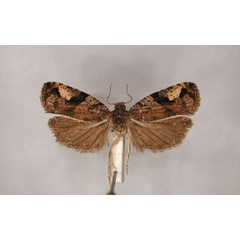 /filer/webapps/moths/media/images/P/purpurana_Megalota_PT1_RMCA_01.jpg