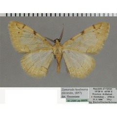 /filer/webapps/moths/media/images/H/hyalinaria_Zamarada_AM_ZSM_01.jpg