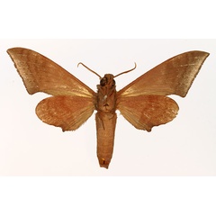 /filer/webapps/moths/media/images/A/ancylus_Neopolyptychus_AM_Basquin_02.jpg