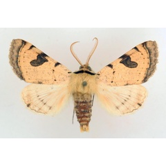 /filer/webapps/moths/media/images/M/marginifera_Ctenusa_AM_TMSA_01.jpg