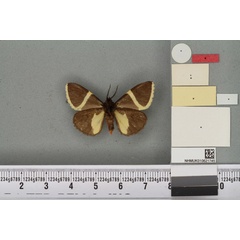 /filer/webapps/moths/media/images/P/pulchra_Fodinoidea_PT_BMNHb.jpg