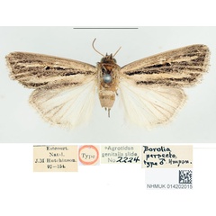 /filer/webapps/moths/media/images/P/persecta_Borolia_STM_BMNH.jpg