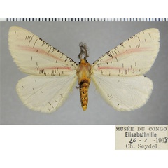 /filer/webapps/moths/media/images/R/roseovittata_Rhodophthitus_AM_ZSM.jpg