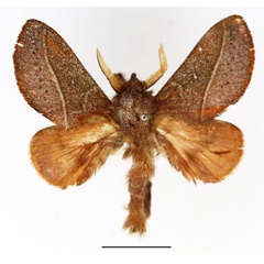 /filer/webapps/moths/media/images/T/turtur_Phoenicladocera_AM_Basquin_02.jpg