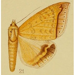 /filer/webapps/moths/media/images/A/albitermia_Ophisma_HT_Hampson_1910_37_21.jpg