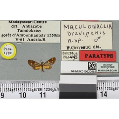 /filer/webapps/moths/media/images/B/brevipennis_Maculonaclia_PTM_BMNH_02a.jpg