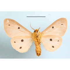 /filer/webapps/moths/media/images/D/decemmaculata_Paralacydes_A_MGCLb_01.JPG