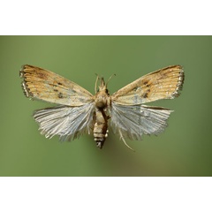/filer/webapps/moths/media/images/O/orichalcociliella_Chilo_A_Butler.jpg