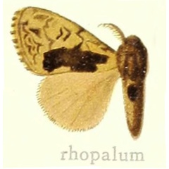 /filer/webapps/moths/media/images/R/rhopalum_Dasychira_HT_Hering_27b.jpg